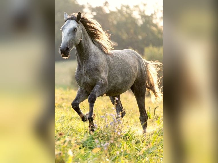 Lipizzaner Hingst 3 år 158 cm Grå in Ptuj