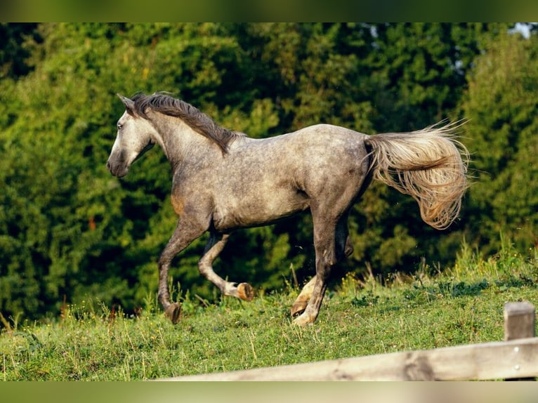 Lipizzaner Hingst 3 år 158 cm Grå in Ptuj