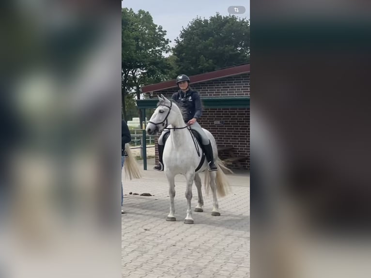Lipizzaner Mare 10 years 14,2 hh White in Billerbeck