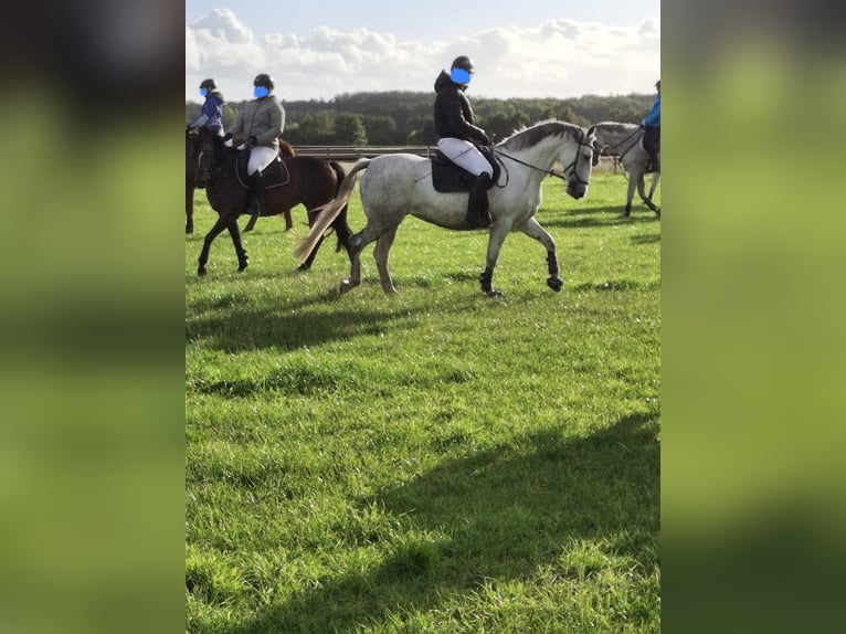 Lipizzaner Mare 10 years 14,2 hh White in Billerbeck