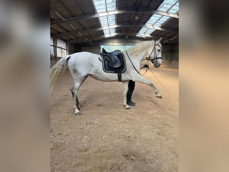 Lipizzaner Mix Mare 10 years 15,1 hh Gray in Kalletal