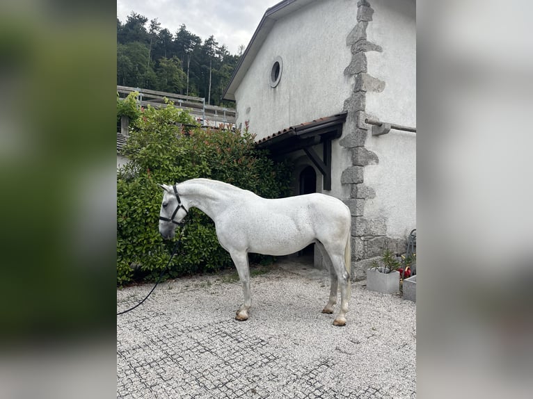 Lipizzaner Mare 10 years 15,2 hh White in Se&#x17E;ana