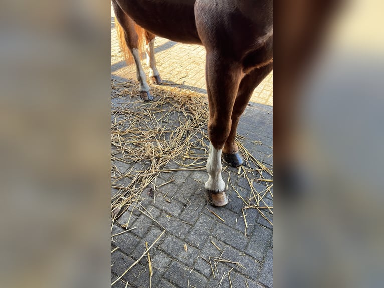 Lipizzaner Mix Mare 10 years 16 hh Chestnut in Hünxe