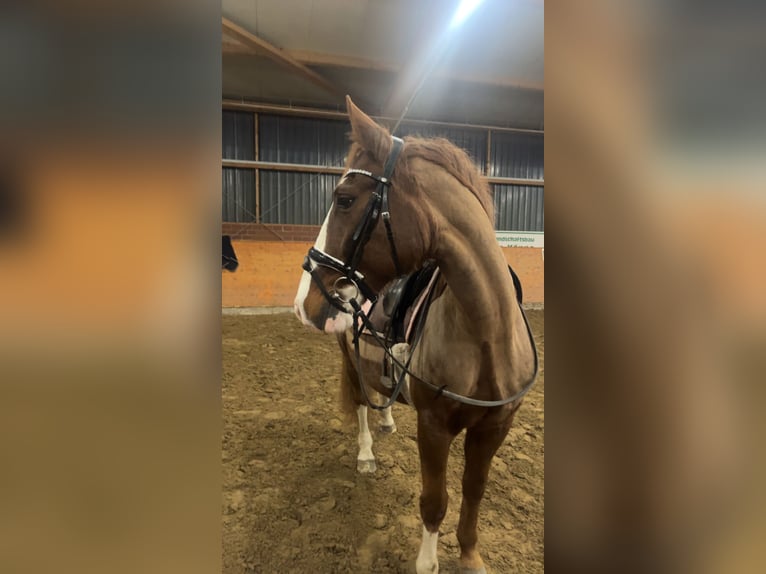 Lipizzaner Mix Mare 10 years 16 hh Chestnut in Hünxe