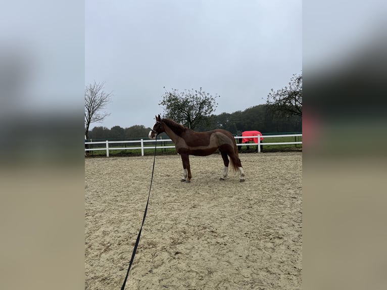 Lipizzaner Mix Mare 10 years 16 hh Chestnut in Hünxe