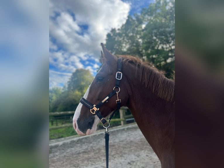 Lipizzaner Mix Mare 10 years 16 hh Chestnut in Hünxe