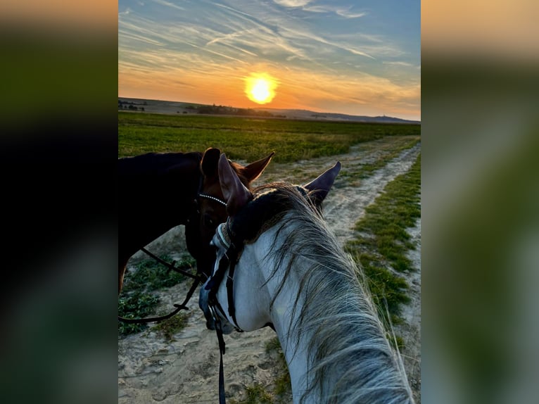 Lipizzaner Mare 11 years 14,1 hh Gray in Ritzendorf