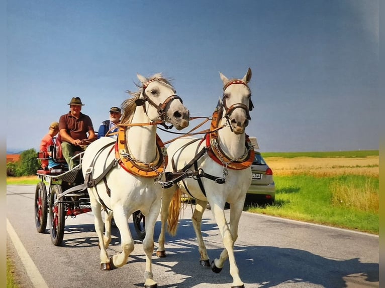 Lipizzaner Mare 11 years 15,2 hh Gray in Neustadt in Sachsen