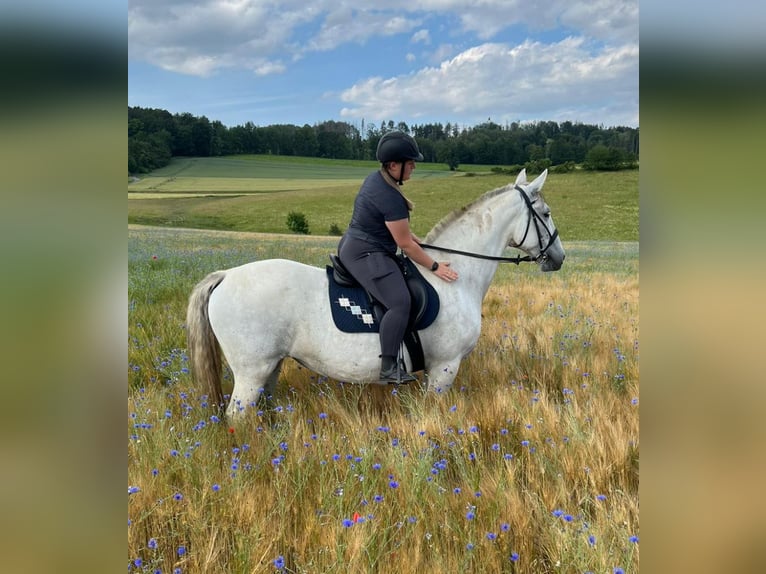 Lipizzaner Mare 11 years 15,2 hh Gray in Neustadt in Sachsen