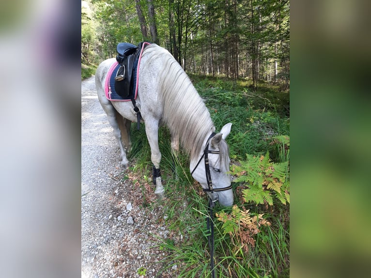 Lipizzaner Mix Mare 11 years 15 hh Gray in Deutschfeistritz