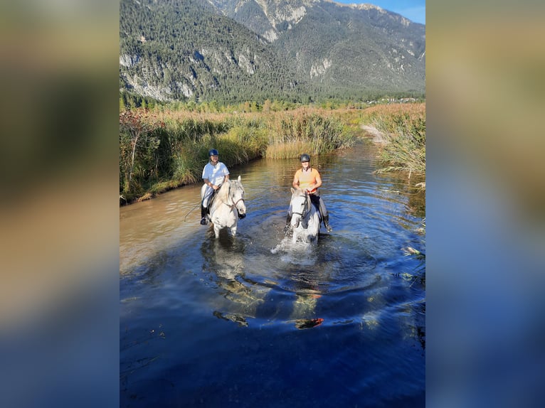 Lipizzaner Mix Mare 11 years 15 hh Gray in Deutschfeistritz