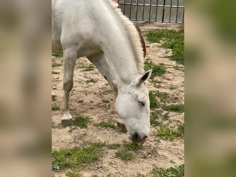 Lipizzaner Mare 11 years 15,1 hh White in Đala