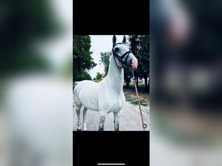Lipizzaner Mare 11 years 15,1 hh White in Đala