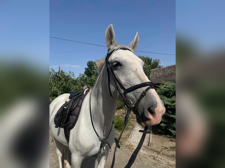 Lipizzaner Mare 11 years 15,1 hh White in Đala