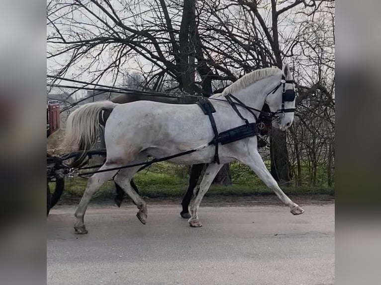 Lipizzaner Mix Mare 11 years 15,2 hh White in Tass