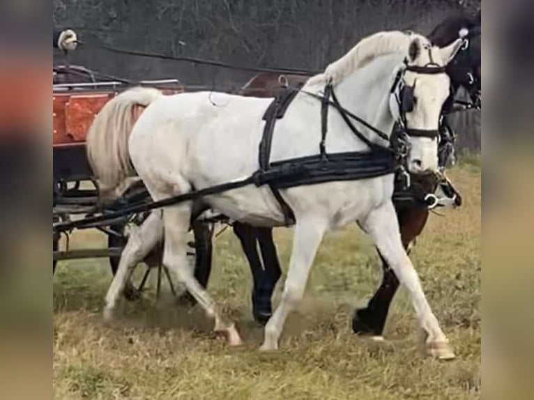 Lipizzaner Mix Mare 11 years 15,2 hh White in Tass