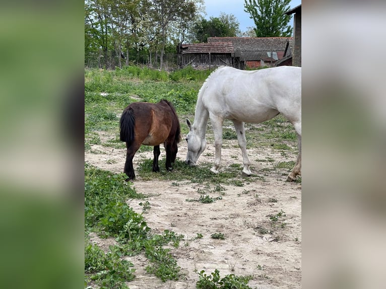 Lipizzaner Mare 12 years 15,1 hh White in Đala