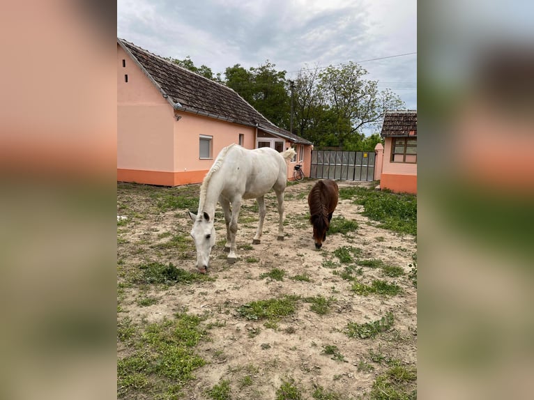 Lipizzaner Mare 12 years 15,1 hh White in Đala