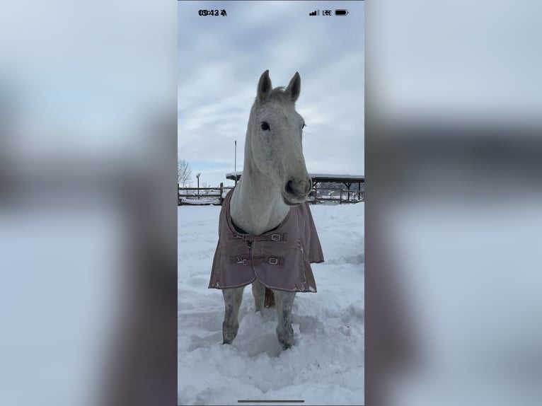 Lipizzaner Mix Mare 12 years 16,2 hh Gray in Meggenhofen