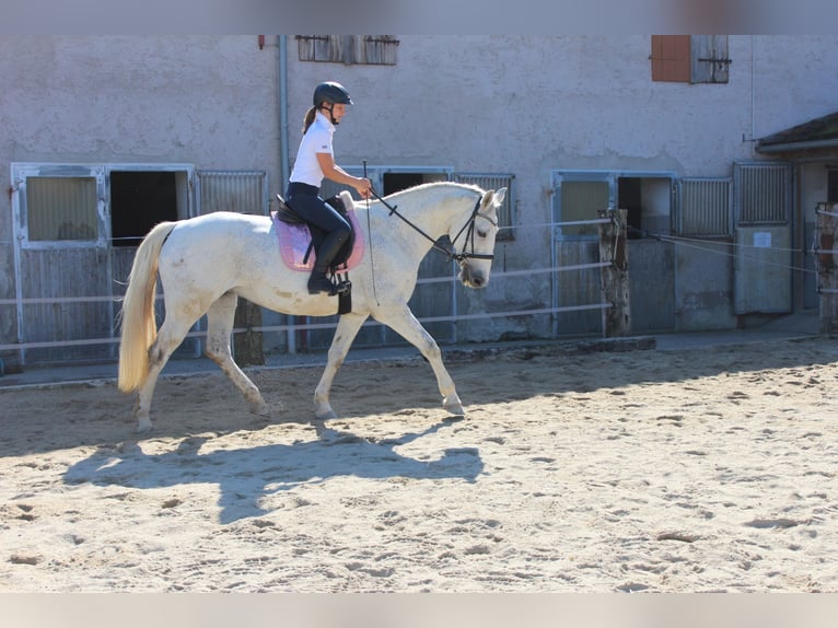 Lipizzaner Mix Mare 12 years 16,2 hh Gray in Meggenhofen