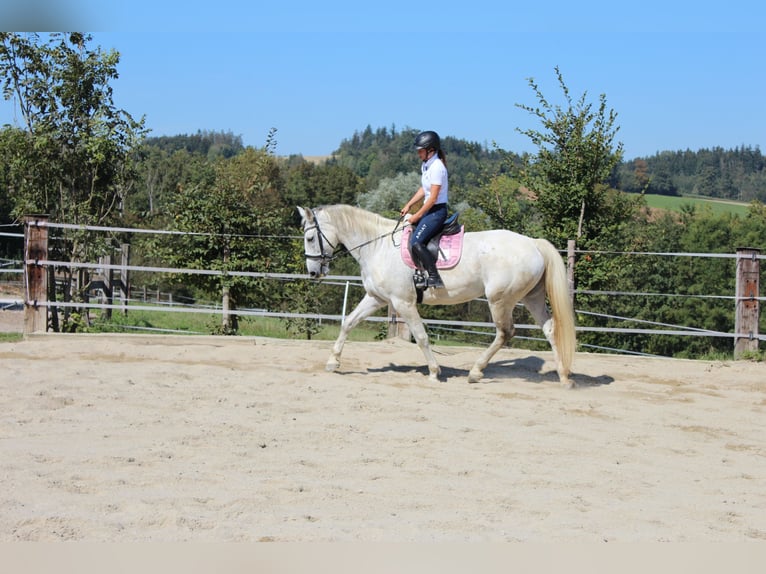 Lipizzaner Mix Mare 12 years 16,2 hh Gray in Meggenhofen