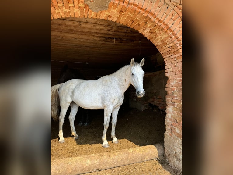 Lipizzaner Mix Mare 12 years 16,2 hh Gray in Meggenhofen