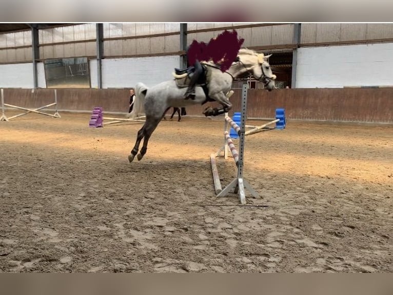 Lipizzaner Mare 13 years 15.1 hh Grey-Fleabitten in Ronnenberg