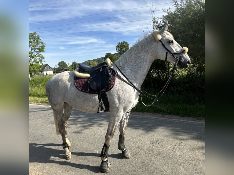Lipizzaner Mare 13 years 15.1 hh Grey-Fleabitten in Ronnenberg