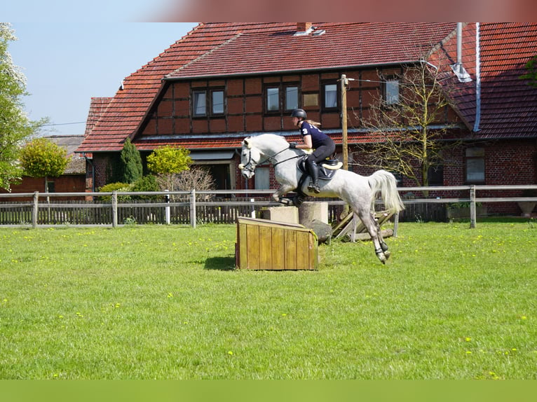 Lipizzaner Mare 13 years 15.1 hh Grey-Fleabitten in Ronnenberg
