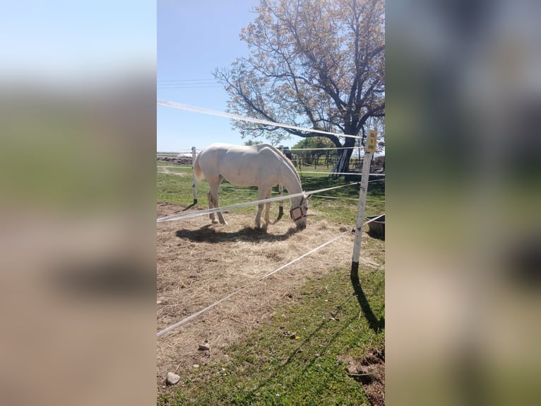 Lipizzaner Mare 13 years White in Banja Luka