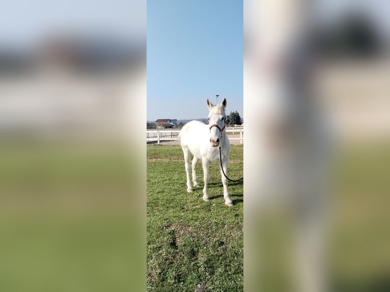 Lipizzaner Mare 13 years White in Banja luka
