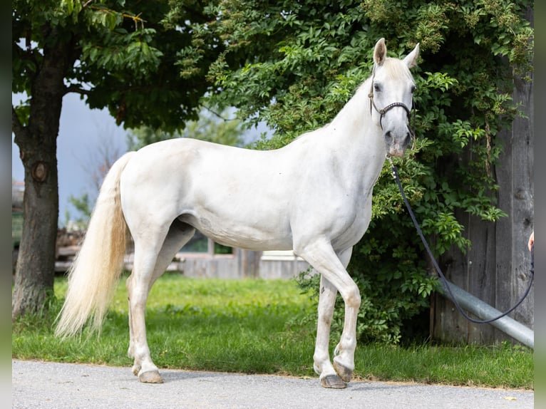 Lipizzaner Mare 14 years 15,2 hh Grey in Waldkirchen