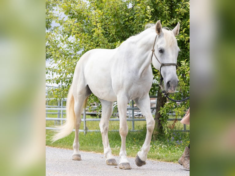 Lipizzaner Mare 14 years 15,2 hh Grey in Waldkirchen