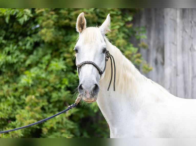 Lipizzaner Mare 14 years 15,2 hh Grey in Waldkirchen