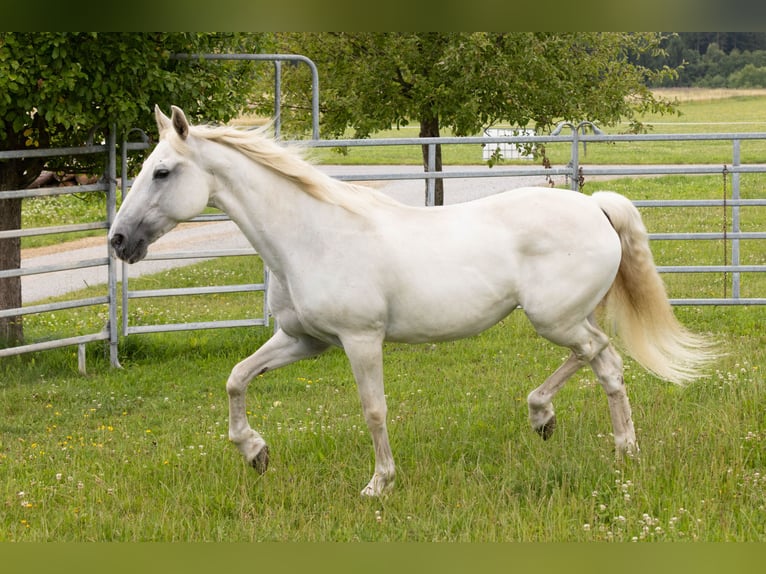 Lipizzaner Mare 14 years 15,2 hh Grey in Waldkirchen