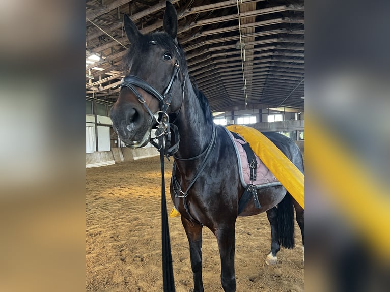 Lipizzaner Mare 14 years 16 hh Bay-Dark in Herbrechtingen