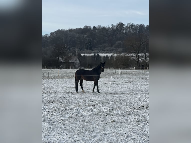 Lipizzaner Mare 14 years 16 hh Bay-Dark in Herbrechtingen