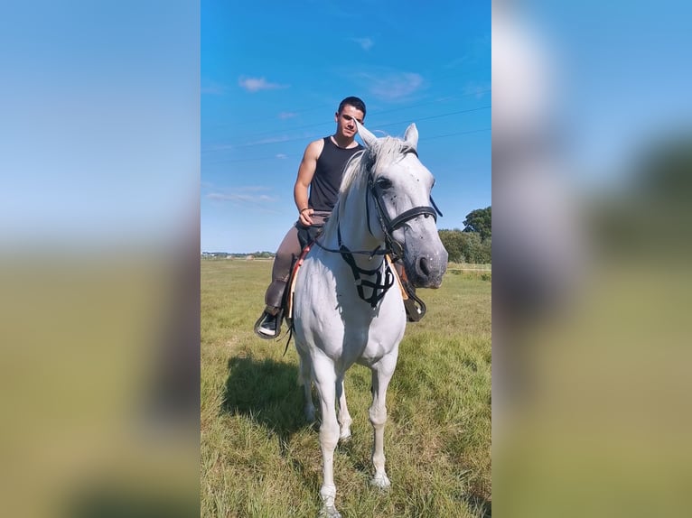 Lipizzaner Mare 15 years 15,2 hh Gray in challans