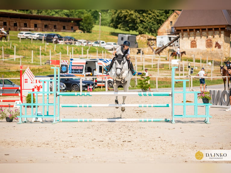 Lipizzaner Mix Mare 15 years 16 hh White in Žalec