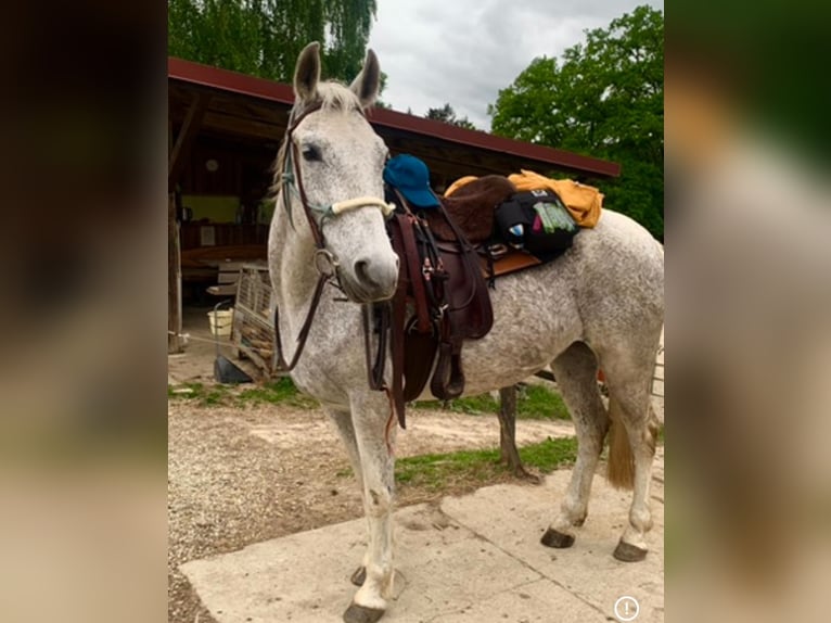 Lipizzaner Mare 15 years Gray-Fleabitten in Reisbach