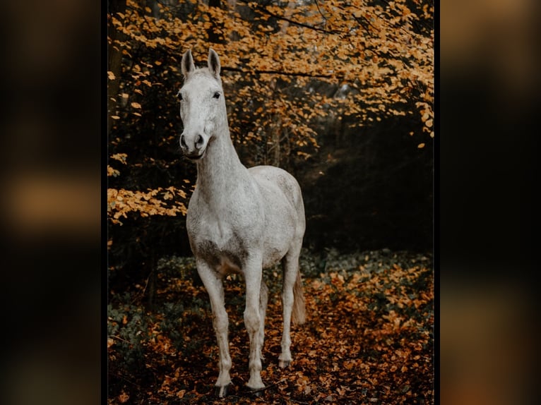 Lipizzaner Mare 15 years Gray-Fleabitten in Reisbach