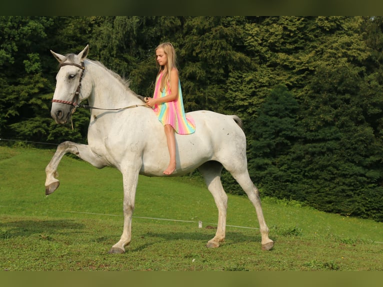 Lipizzaner Mare 16 years 16 hh Gray in Kamnik