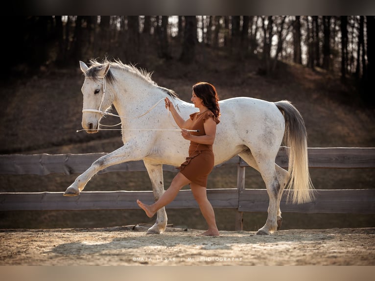 Lipizzaner Mare 16 years 16 hh Gray in Kamnik