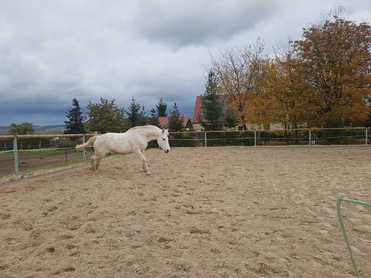 Lipizzaner Mix Mare 16 years 16 hh Gray in Weimar