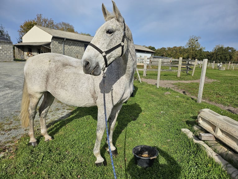 Lipizzaner Mare 18 years Grey in Hauteville sur mer