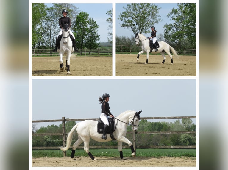 Lipizzaner Mare 19 years 14,2 hh Gray in Mannersdorf an der Leitha