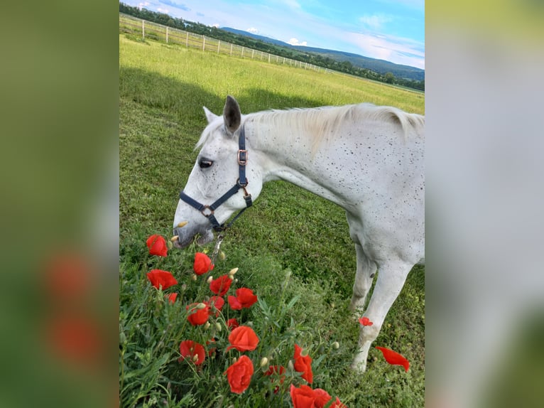 Lipizzaner Mare 19 years 14,2 hh Gray in Mannersdorf an der Leitha