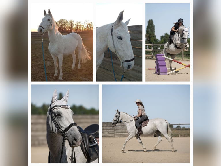 Lipizzaner Mare 19 years 14,2 hh Gray in Mannersdorf an der Leitha