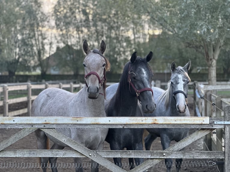 Lipizzaner Mare 1 year 13,1 hh Grey in HertsbergeRuddervoorde