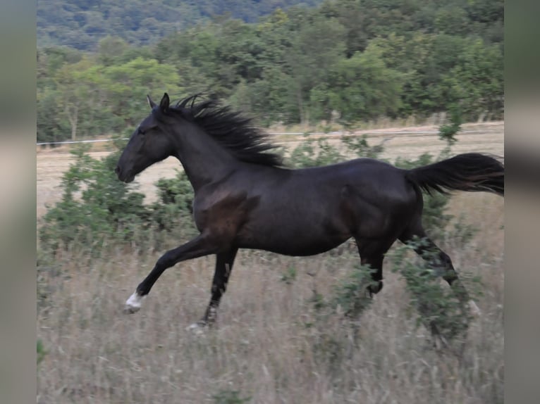 Lipizzaner Mare 1 year 15,1 hh Bay-Dark in KOZINA